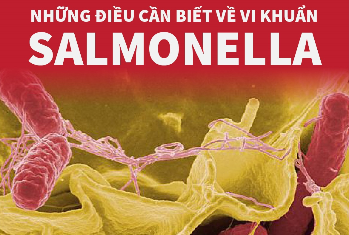 salmonella-241122-a