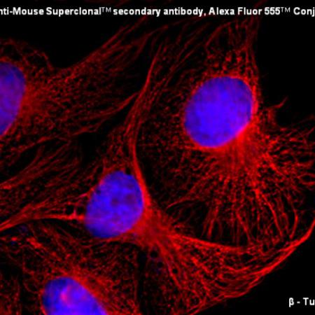 Alexa Fluor Secondary Antibodies